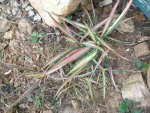 plant 002.JPG