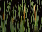 cattail6.jpg