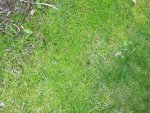 moss and flowers 2015 005.JPG