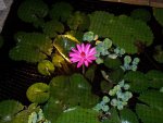 100_1712.jpg