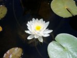 lily pond 001.jpg
