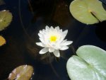 lily pond 003.jpg