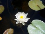 lily pond 004.jpg
