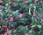 Red Rotala.png