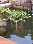pondstand3.jpg