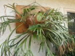 Staghorn Fern.jpg