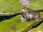 Frog on stone with worm 2010.JPG