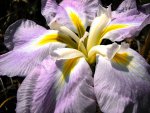 japanese_iris.jpg