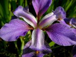 iris_laevigata-dew.jpg