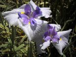 iris_ensata_pair.jpg