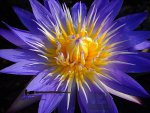 nymphaea_star_of_siam1.jpg