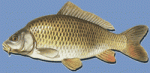 common goldfish carp.gif