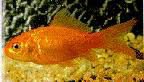 common goldfish orange.jpg