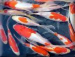 common goldfish sarassa.jpg
