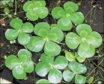 hbp_lg_4_leaf_water_clover.jpg