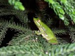 frogs hibiscus pond 002.jpg