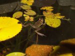 frogs hibiscus pond 011.jpg