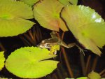 frogs hibiscus pond 012.jpg