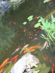 pond 7.JPG