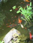 pond 6.JPG