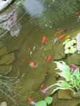 pond 5.JPG