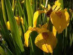 variegated_yellow_flag_LR.jpg