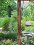 Squirrel (7).JPG