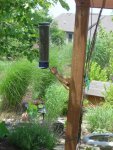 Squirrel (9).JPG
