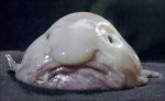 blob fish.jpg