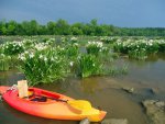 kayak-spider-lilies.jpg