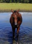 mare in pond.jpg