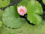 first water lily 7-13-15 004.JPG