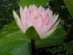 first water lily 7-13-15 011.JPG