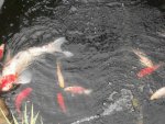 pond- shed -video 012.JPG