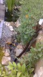 20150803_190711.jpg 20150803_190711.jpg