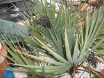 pond -plants in basement and snow 2016 002.JPG