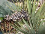 pond -plants in basement and snow 2016 003.JPG