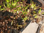 pond -plants in basement and snow 2016 017.JPG