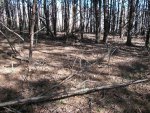 woods behind 2016 008.JPG