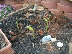 new build stuff pond and rain 2016 025.JPG