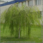 Betula pendula Youngii.jpg