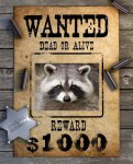 wanted-raccoon.jpg