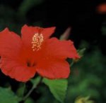 Hibiscus Coccineus.jpg