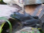 Bullfrog side view.JPG