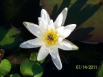 My first lilly .... with a honey bee.jpg