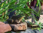 Mr. Daddy Bullfrog on his perch.jpg