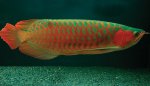 Super_Red_Arowana_Fish_and_many_others.jpg