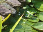 DSC02090.jpg