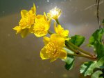 Water Marigold.jpg