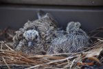 Bird (Mourning Dove) & Chicks; 06.30.09 (2).JPG
